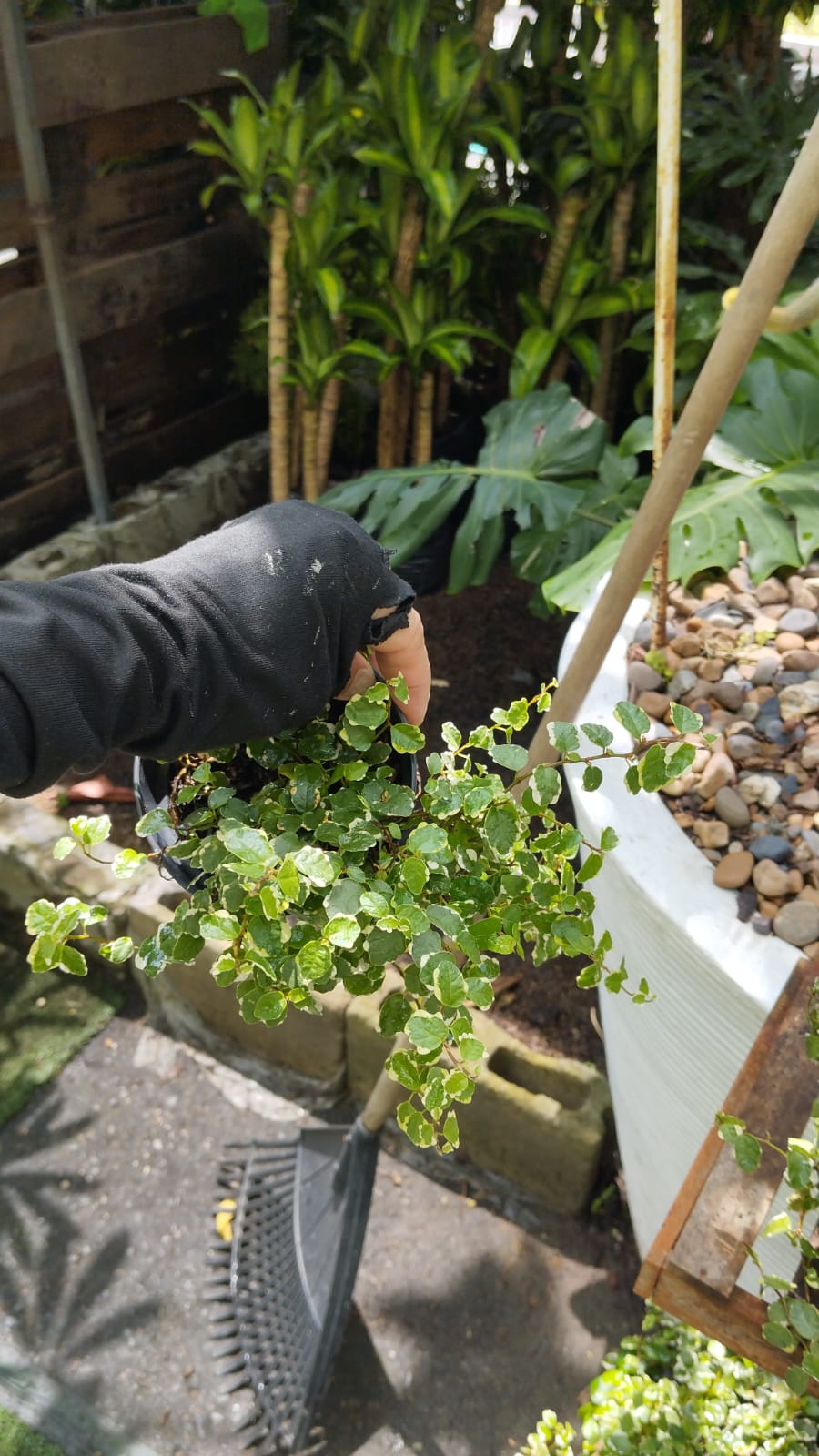 Estudiante sosteniendo plántulas listas para el jardín